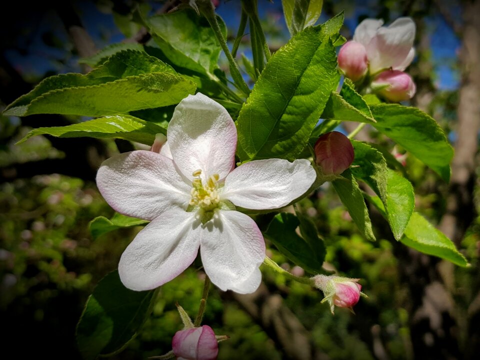 Tree garden spring
