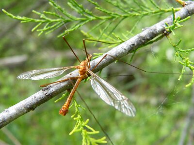 Giant mosquito fake mosquito insect