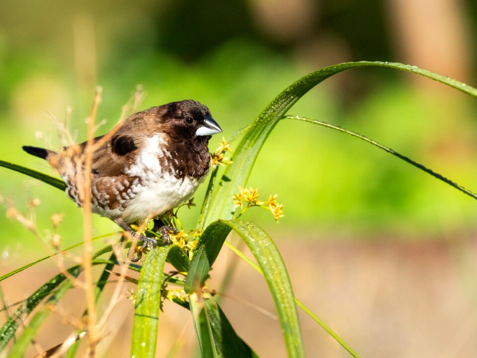 Nature sparrow animal