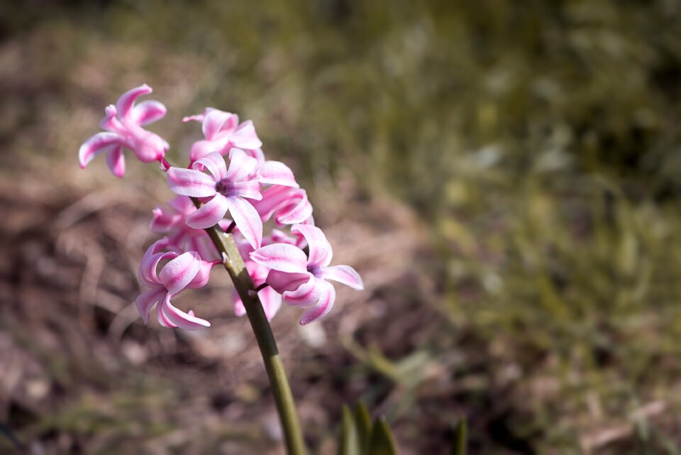 Flower pink flower blossom