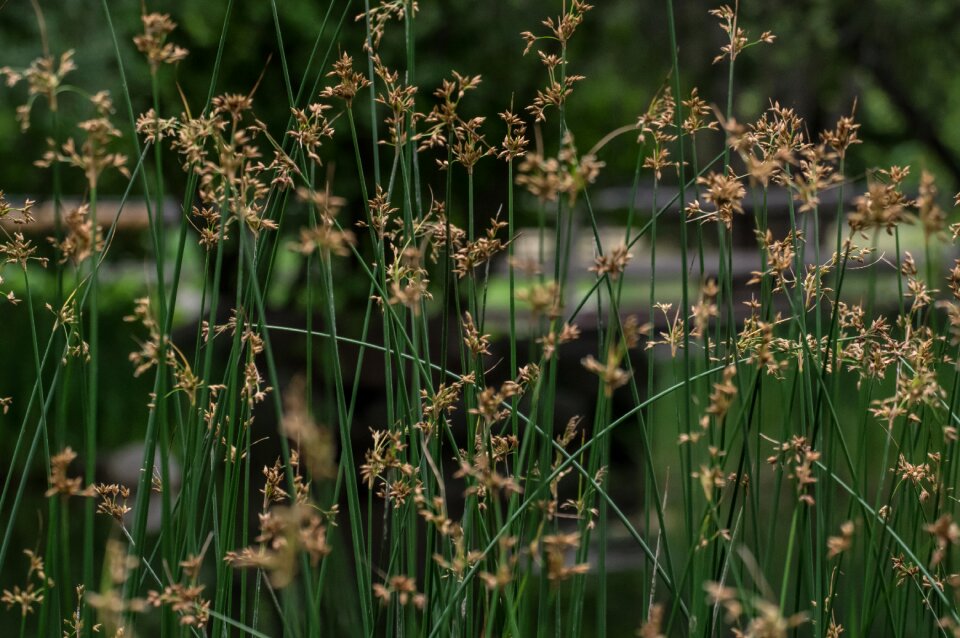 Meadow summer mood