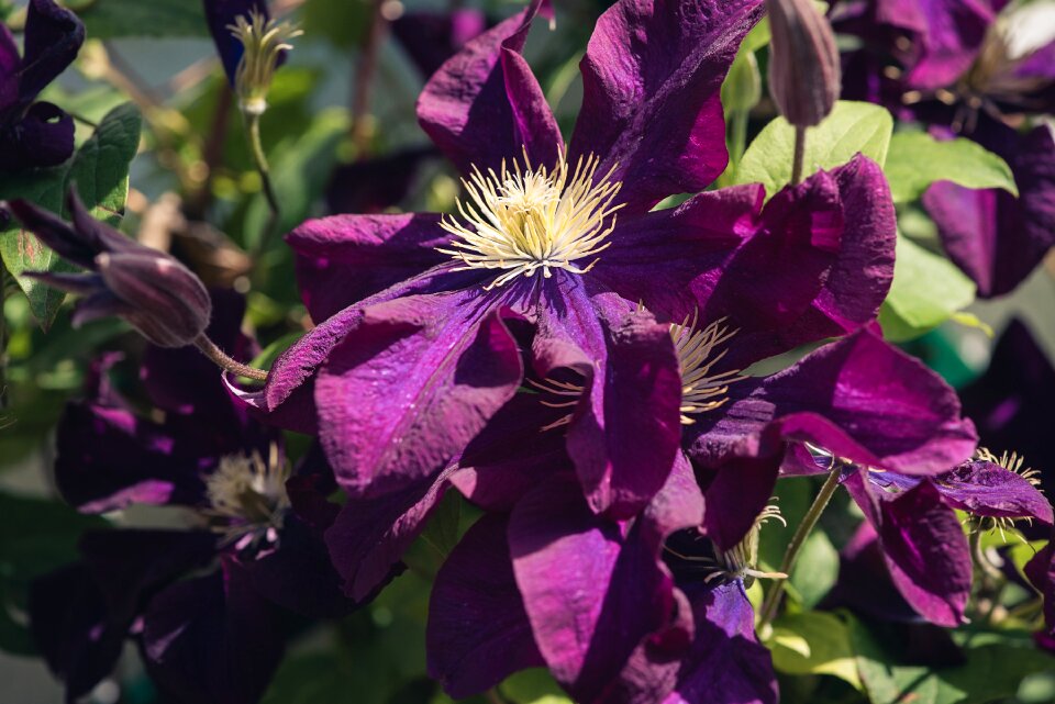 Blossom bloom flower photo