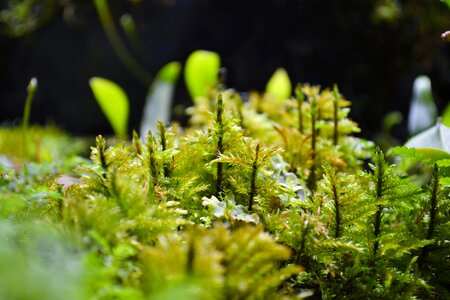 Shoots garden moss