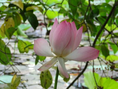 Nature water lily
