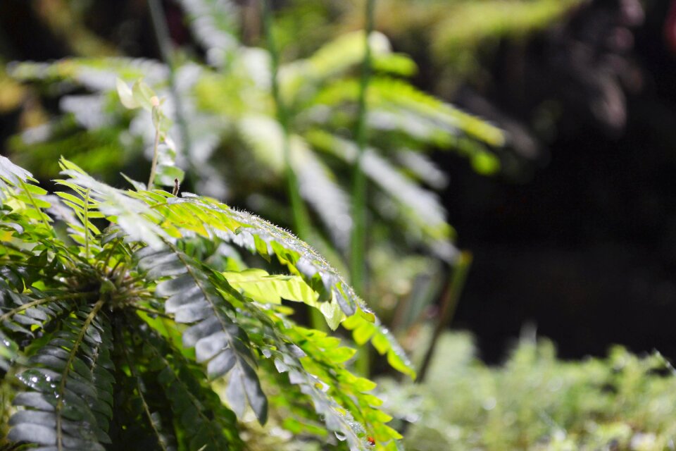 Outdoors environment mimosa