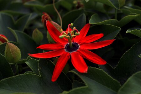 Flowers botany flora