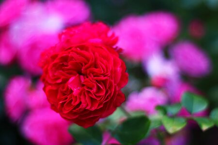 Rose red blossom photo