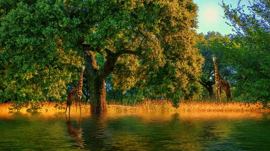 Giraffe animal water