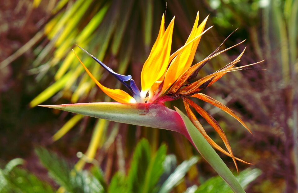 Beautiful flower bloom bright