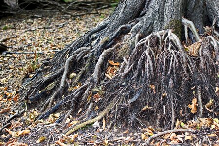 Nature forest old photo