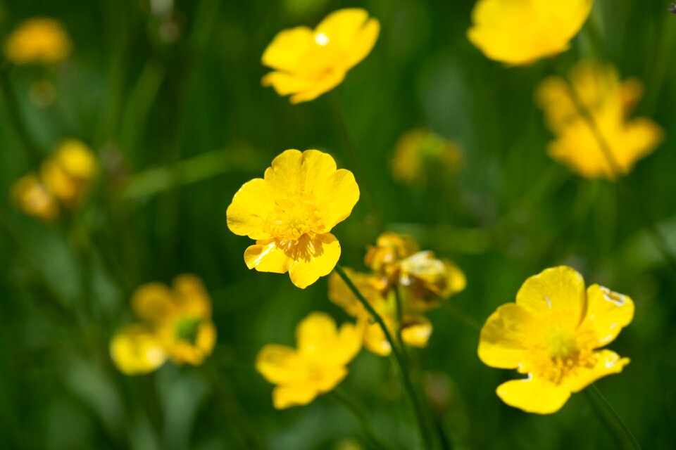 Yellow flowers flower yellow flower