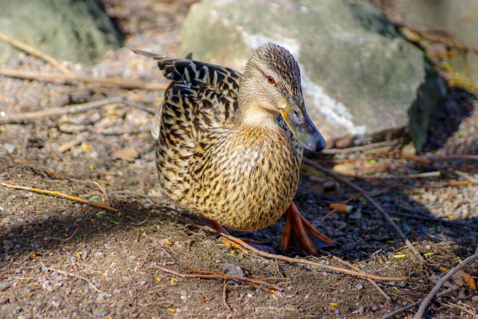 Waterfowl water birds cam