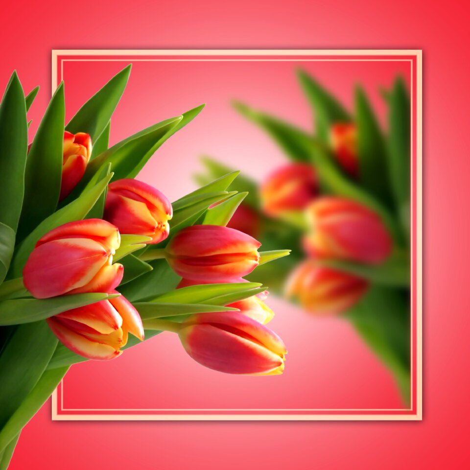 Pink flowers color