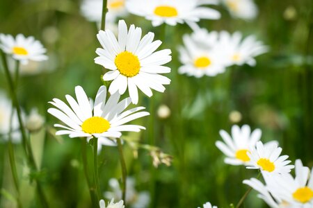 Wildflowers flowers daisies