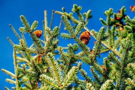 Fir needle fir green green photo