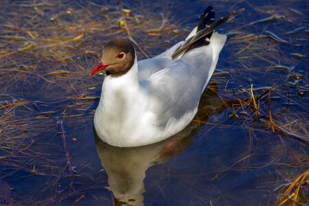 The birds waterfowl nature