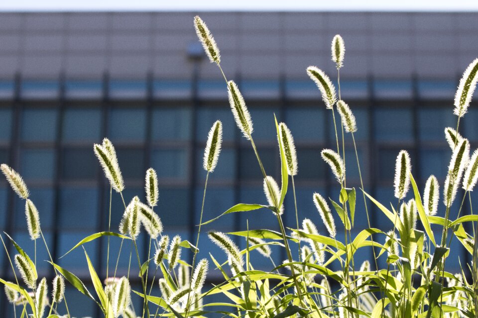 Plants abstract landscape