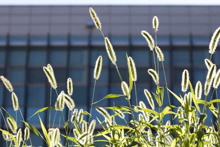Plants abstract landscape