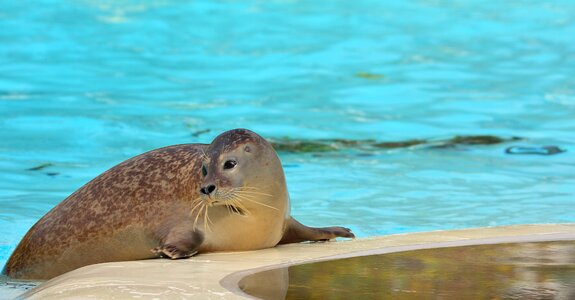 Zoo water animal