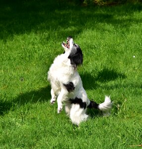 Food animal playing dog photo