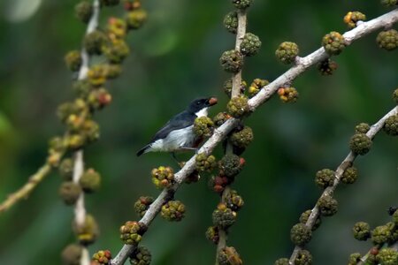Natural bird wild