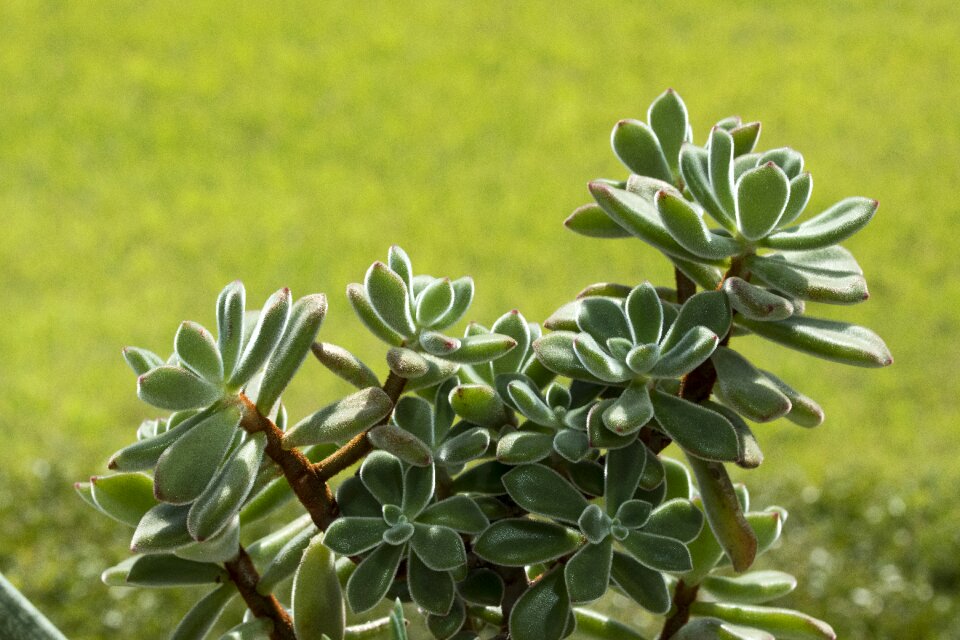Potted plant plants nature