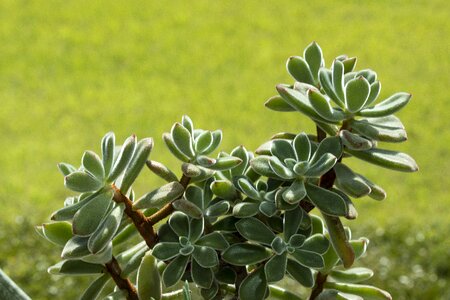 Potted plant plants nature