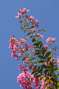 Flowers plants nature