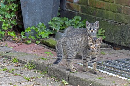 Domestic cat mackerel cute photo