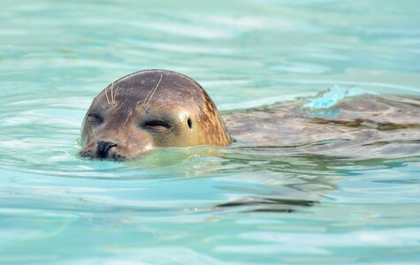 Zoo water swim