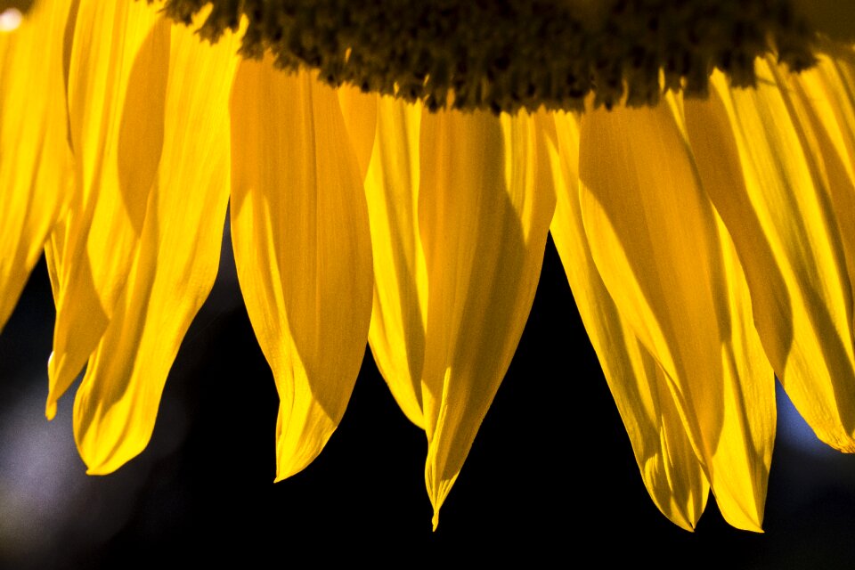 Nature plants yellow flowers
