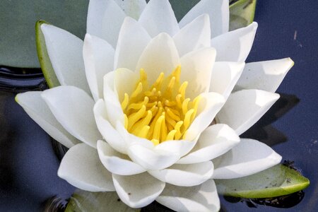 Water lilies beautiful white flower photo