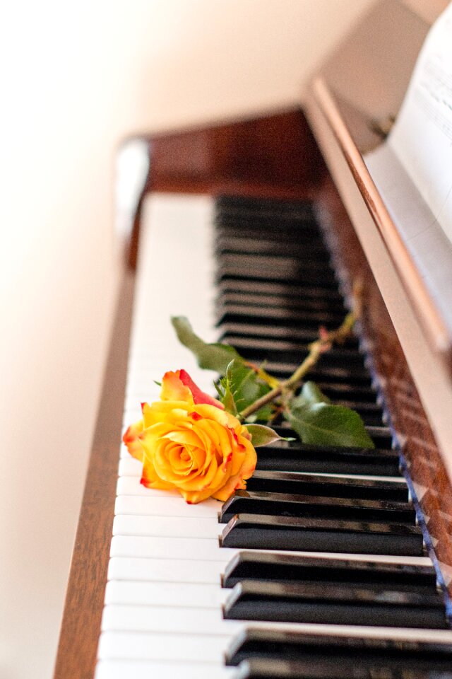 Musical instrument sound keyboard