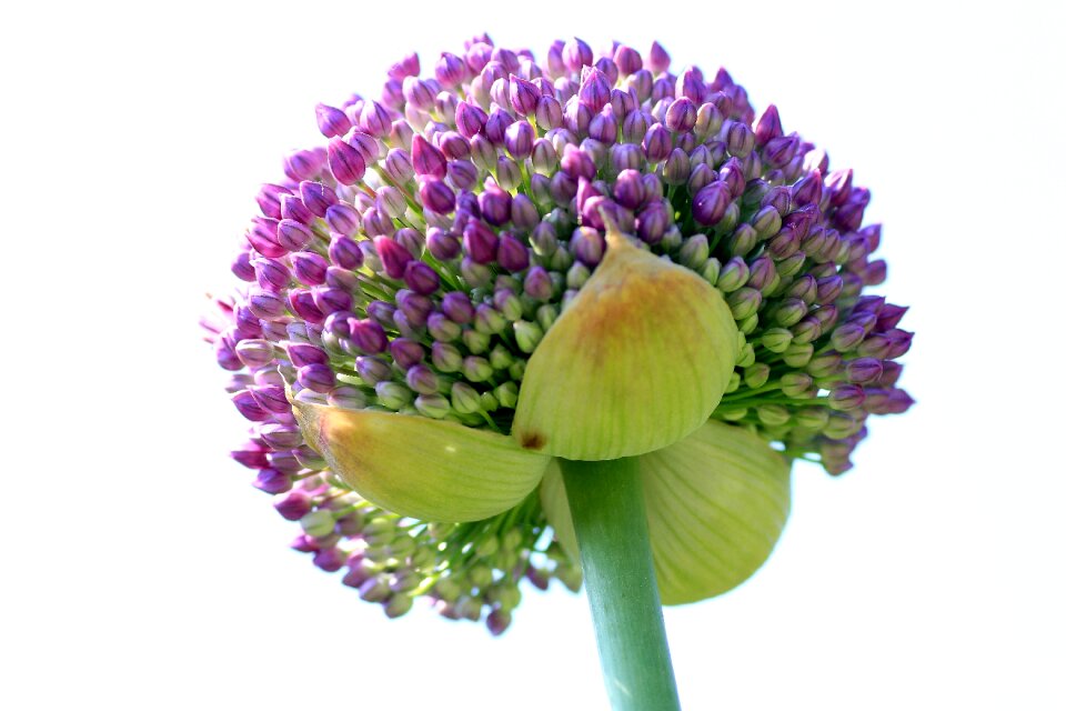 Ball leek leek flower flower ball