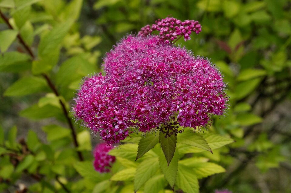 Nature small flowers sprig