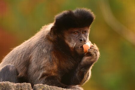 Monkey zoo eat