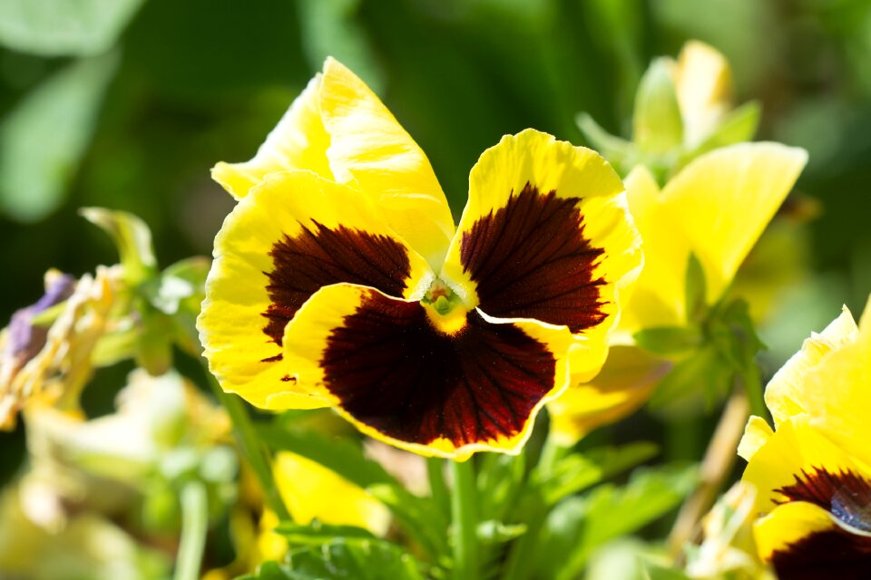 Plant flower yellow flower