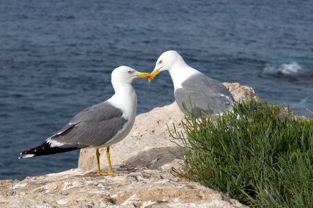 Water bird outdoors photo