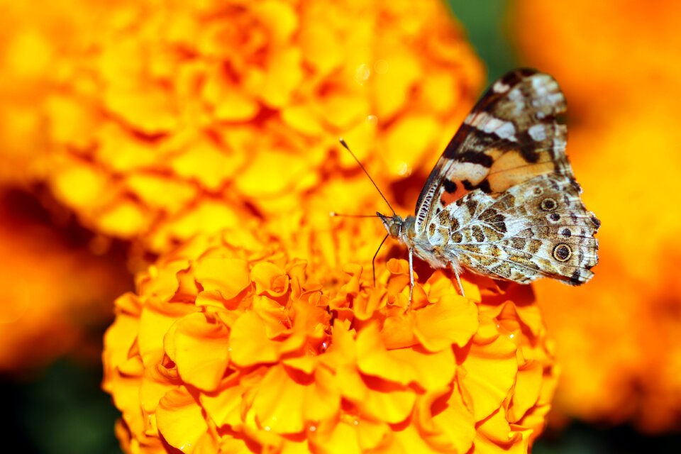 Nature wing macro