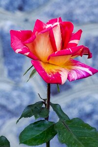 Tender rose red rose nature