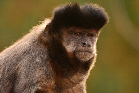 Zoo monkey animal world of