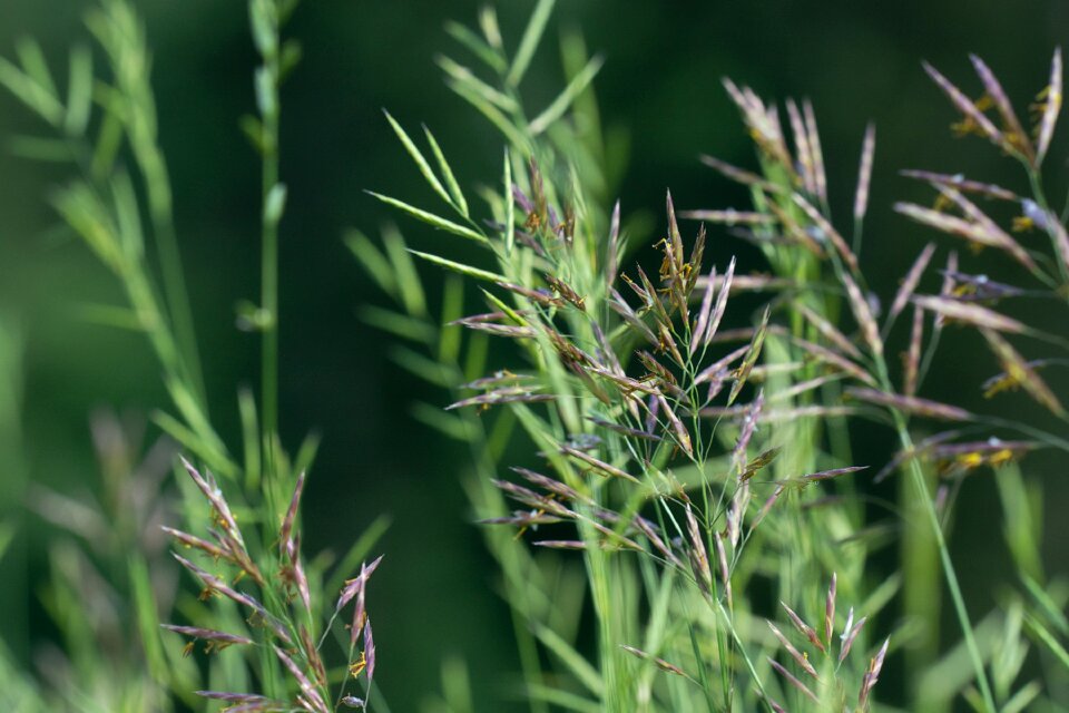 Green nature close up