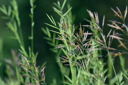 Green nature close up photo