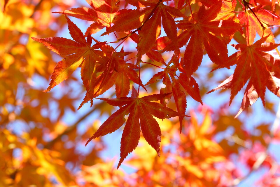 Colorful nature wood