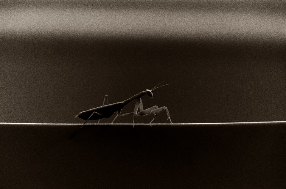Insect black and white monochrome