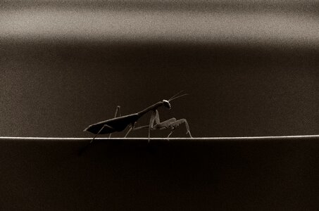 Insect black and white monochrome