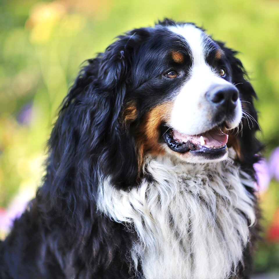 Shepherd man's best friend devotion