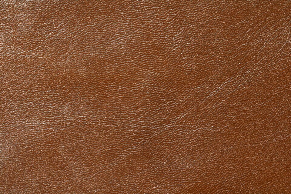 Tan animal livestock