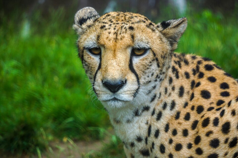 Fast wild big cat
