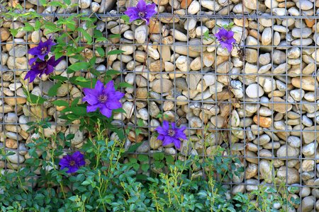 Bloom flower garden violet